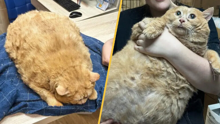 Meet Crumbs, the 38-pound Maine Coon rescued from a hospital basement in Russia. Follow her inspiring weight-loss journey to health and happiness.