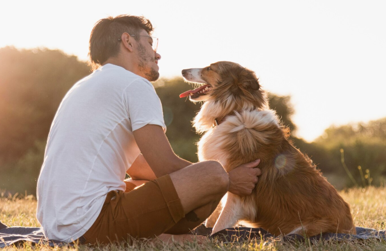 Dogs Choose Humans as Family Over Other Dogs: Exploring Canine Brain Connections