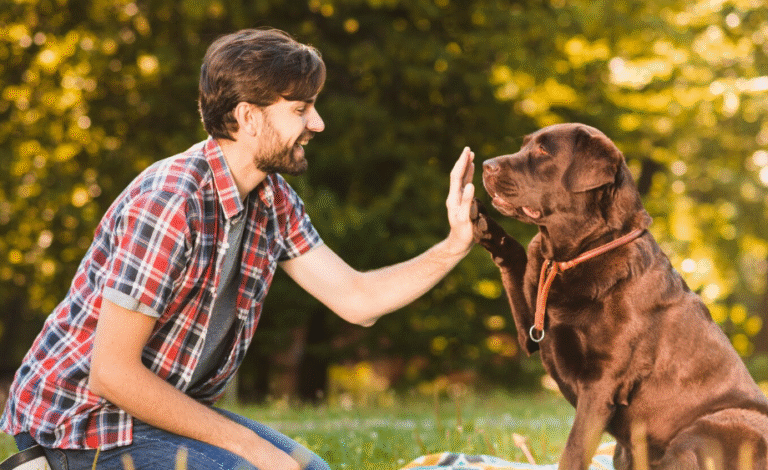 Dogs Choose Humans as Family Over Other Dogs: Exploring Canine Brain Connections